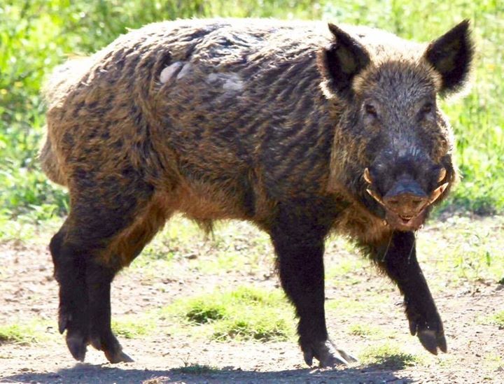 texas-feral-pig-hunting